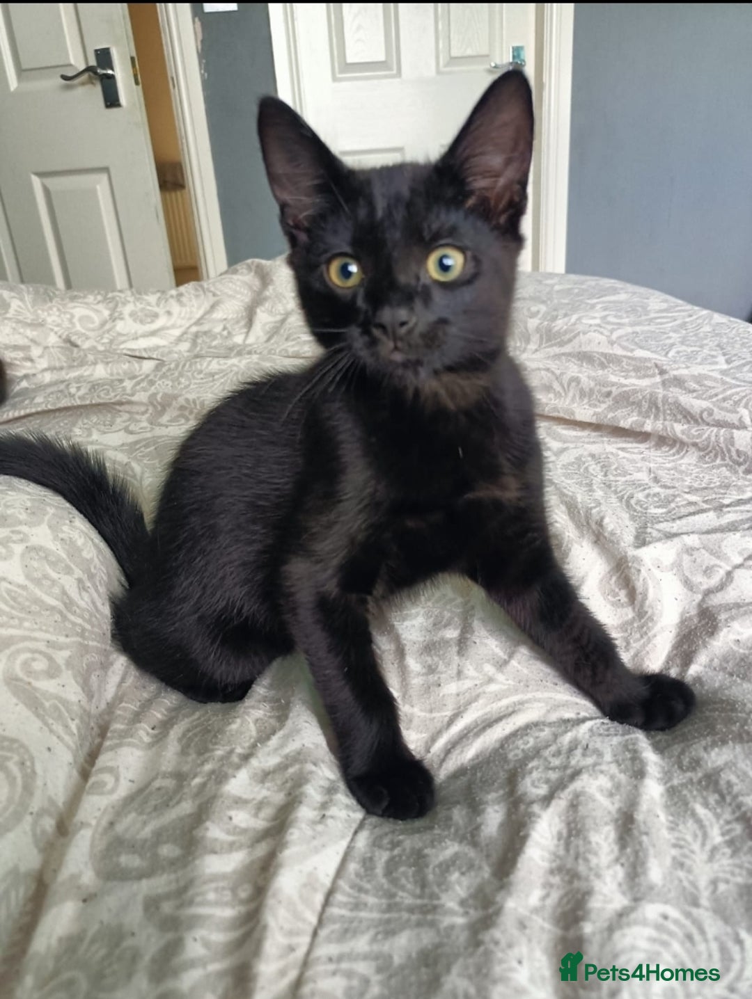 Mixed Breed cats for sale: 🐾 READY FOR THEIR FOREVER HOME🐾 - Image 3