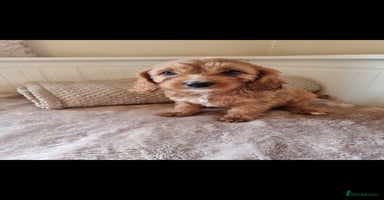 Cavapoo dogs - Advert 1