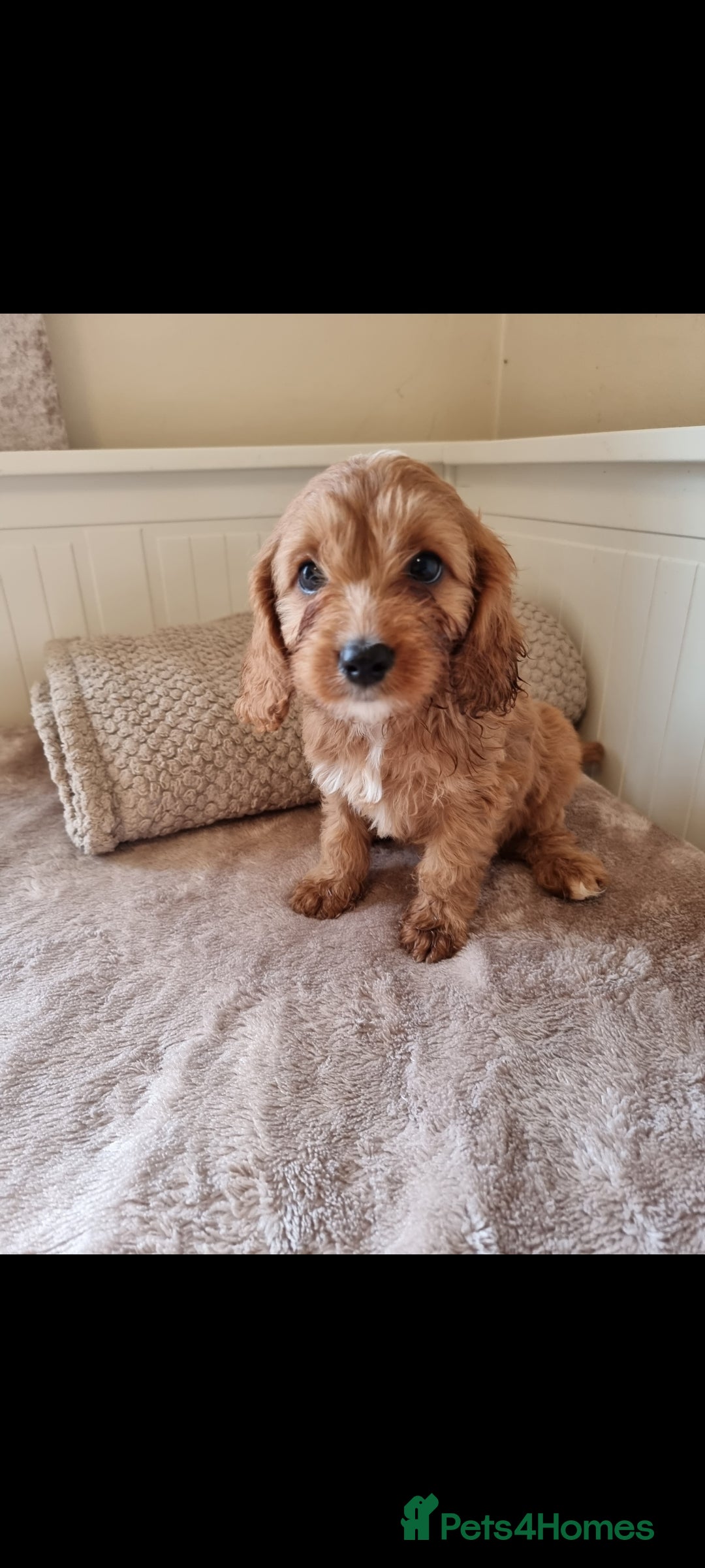 Cavapoo dogs for sale: Gorgeous Cavapoos ready for the perfect home 💖🏡 - Image 3