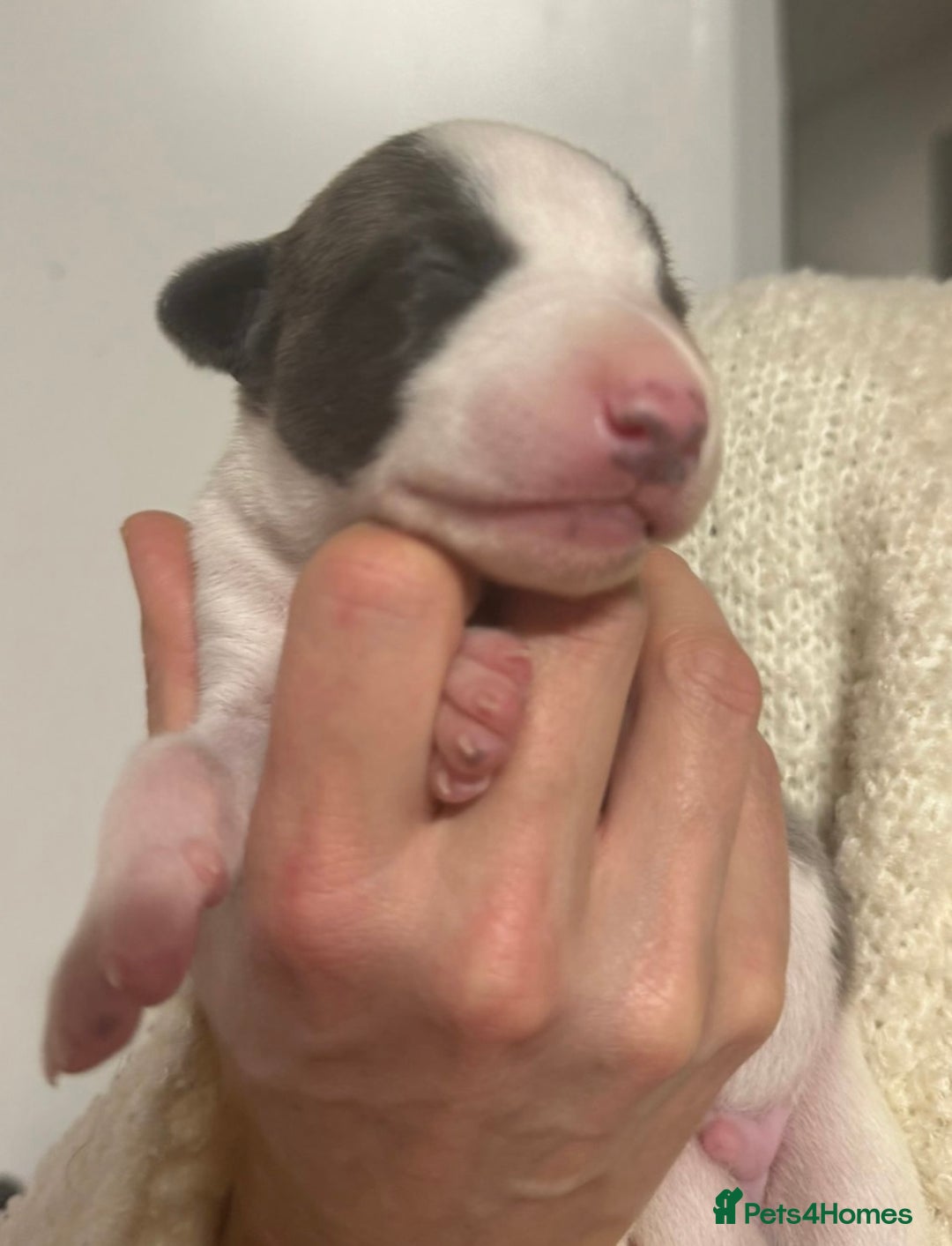 Whippet dogs for sale: Kc reg whippets  - Advert 10