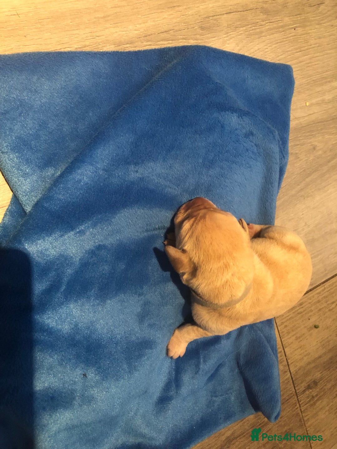 Labrador Retriever dogs for sale: Outstanding KC reg. yellow and black Labrador pups - Advert 7