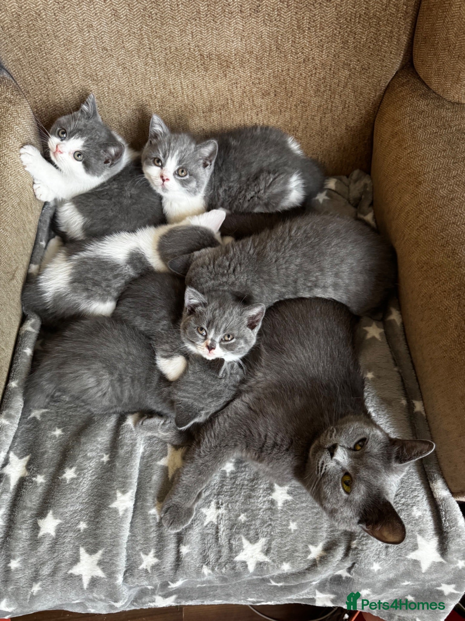 British Shorthair cats 🩶 TICA Registered British Shorthair Kittens - Advert 1