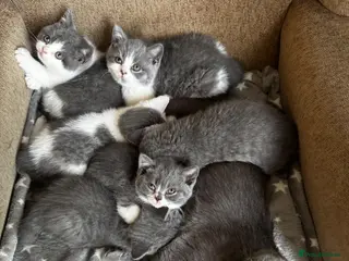 British Shorthair cats 🩶 TICA Registered British Shorthair Kittens - Advert 1