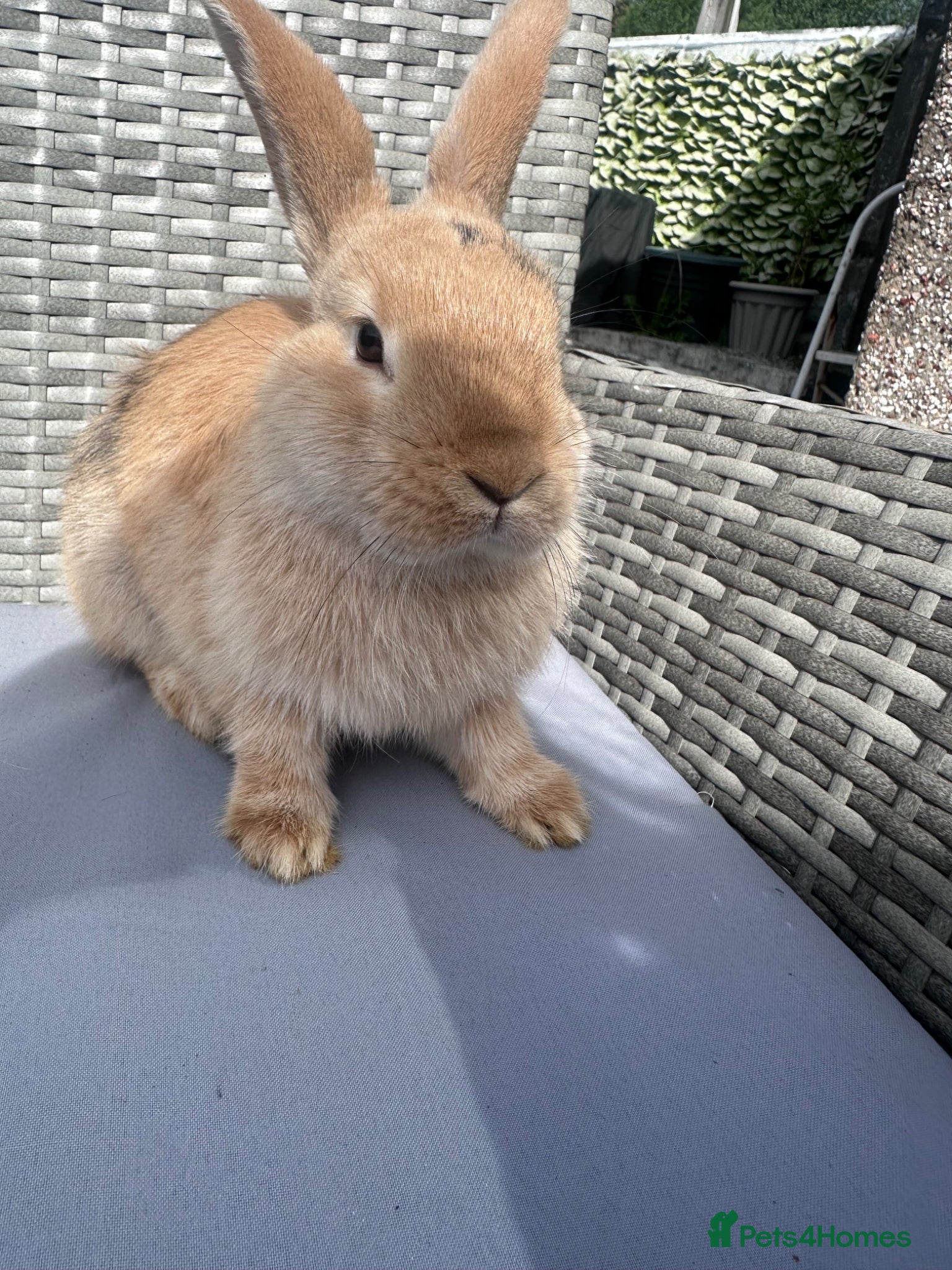 Mixed Breed rabbits Rabbit - Advert 1