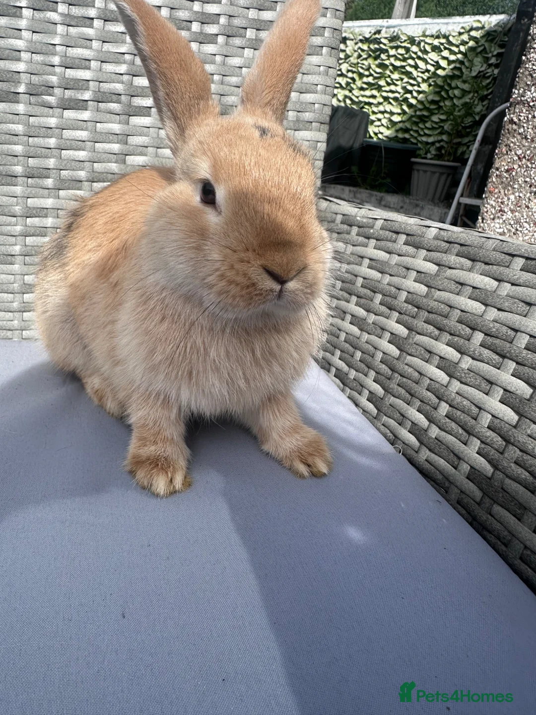Mixed Breed rabbits for sale: Rabbit in Ebbw Vale - Advert 1