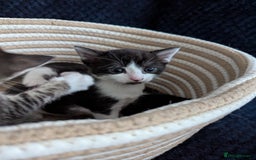 Domestic Shorthair cats for sale: Male kitten  - Image 5