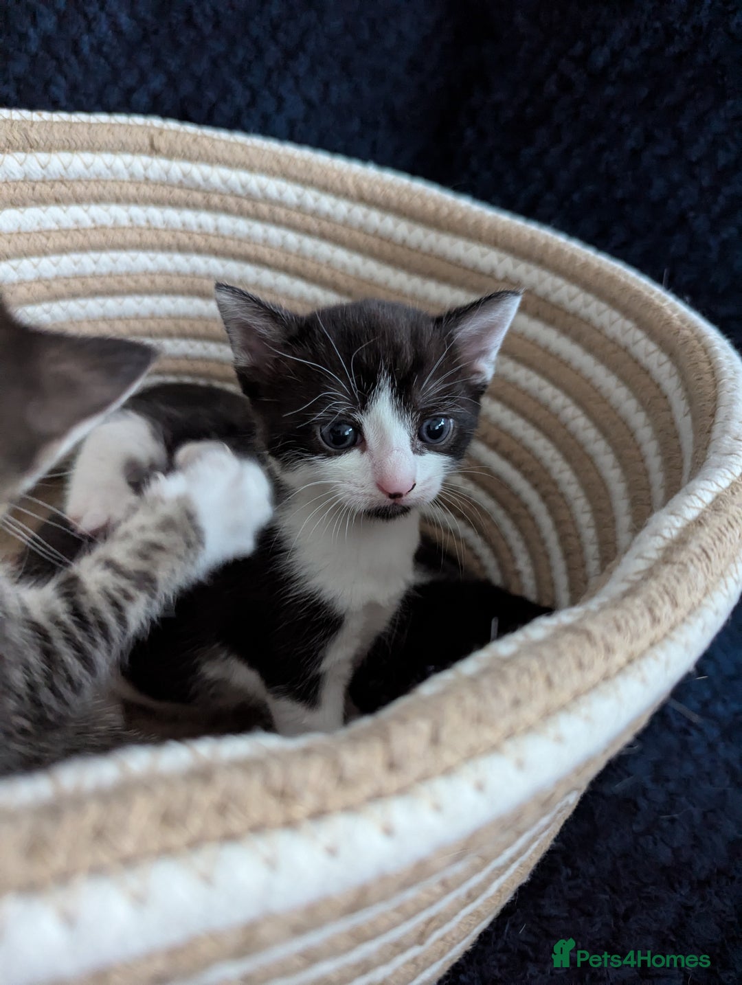 Domestic Shorthair cats for sale: Male kitten  - Image 5