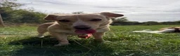 Mixed Breed dogs for adoption: Klara, could you be her special person ❤️ - Advert 10