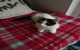 Mixed Breed cats for sale: 2 Adorable Fluffy Kittens  - Image 4