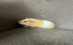 Guinea Pig rodents for sale: Baby BOY Guinea Pigs - Image 10
