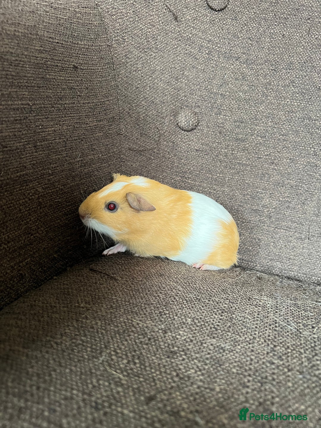 Guinea Pig rodents for sale: Baby BOY Guinea Pigs - Image 10