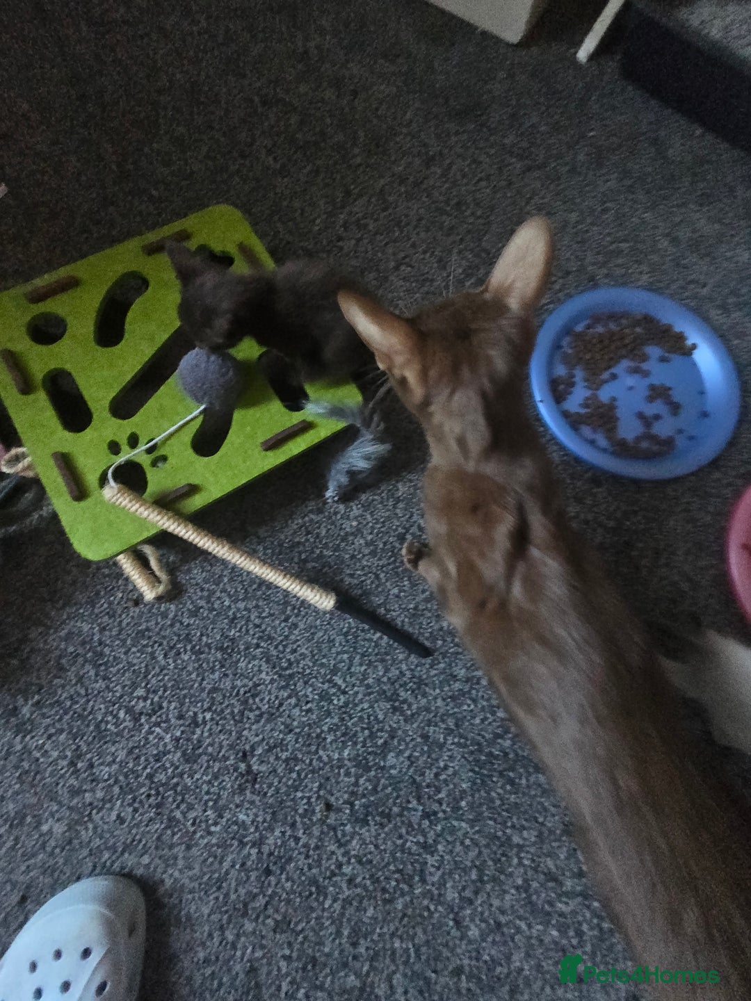 Siamese cats for sale: Beautiful 2 Havana browns and 2 C/ point siamese  - Image 3