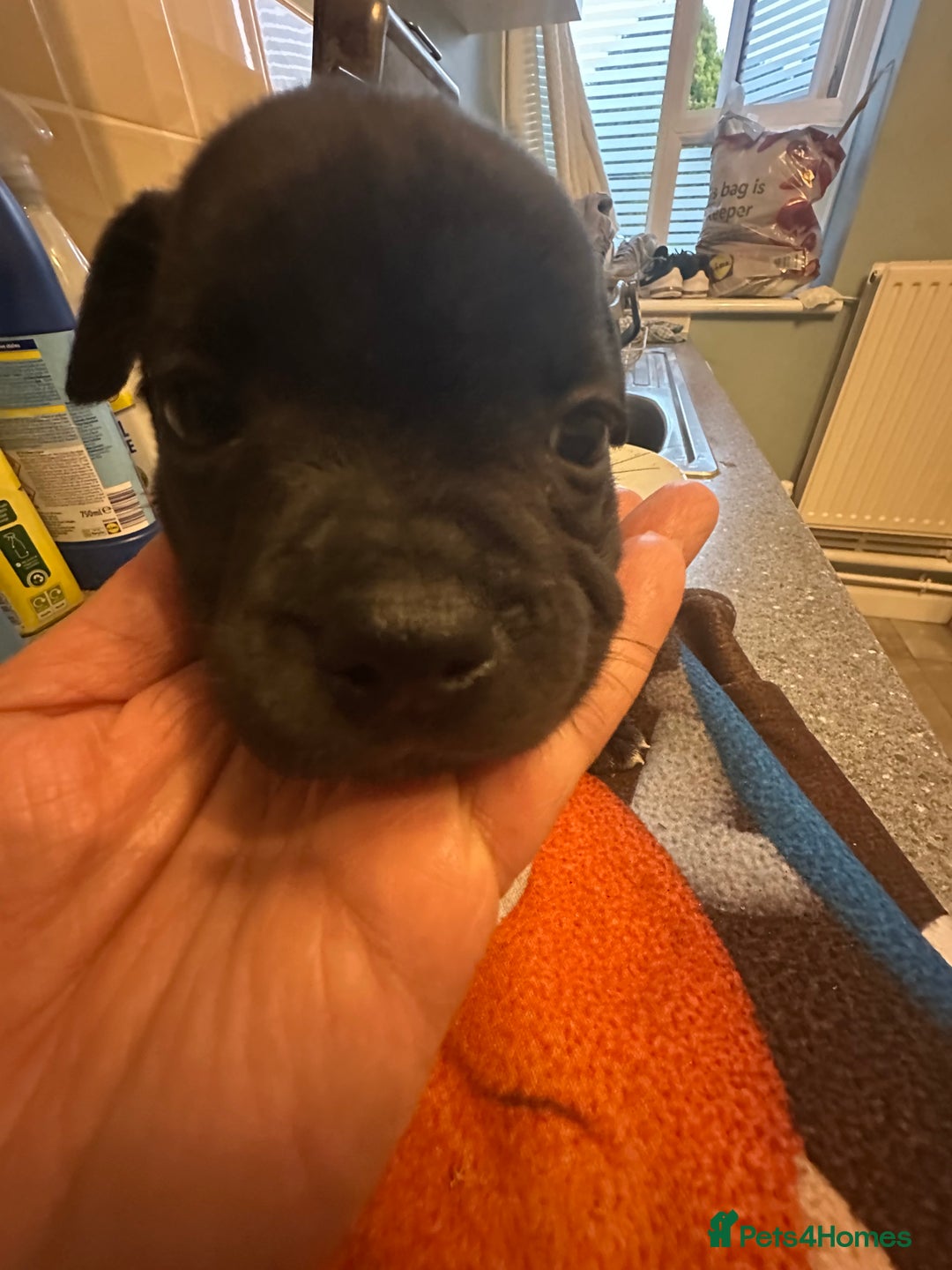 Staffordshire Bull Terrier dogs for sale: Blue and Black Staffordshire Bull Terriers - Image 5