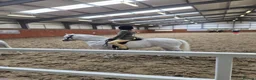 Welsh Section A horses for sale: **ELSA** Manorfields Silver Lady, FleaBitten Grey in Wigan - Advert 10
