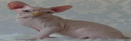 Sphynx cats for sale: 2 Stunning Sphynx Boys – Ready Now 💙 - Advert 18