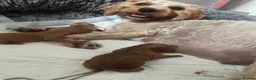 Cavapoo dogs for sale: 6 Beautiful fluffy apricot Cavapoo - Advert 4