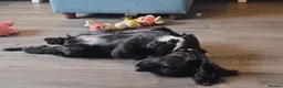 Cocker Spaniel dogs for adoption: Dotty - 9m old cocker spaniel  in West Bromwich - Advert 3