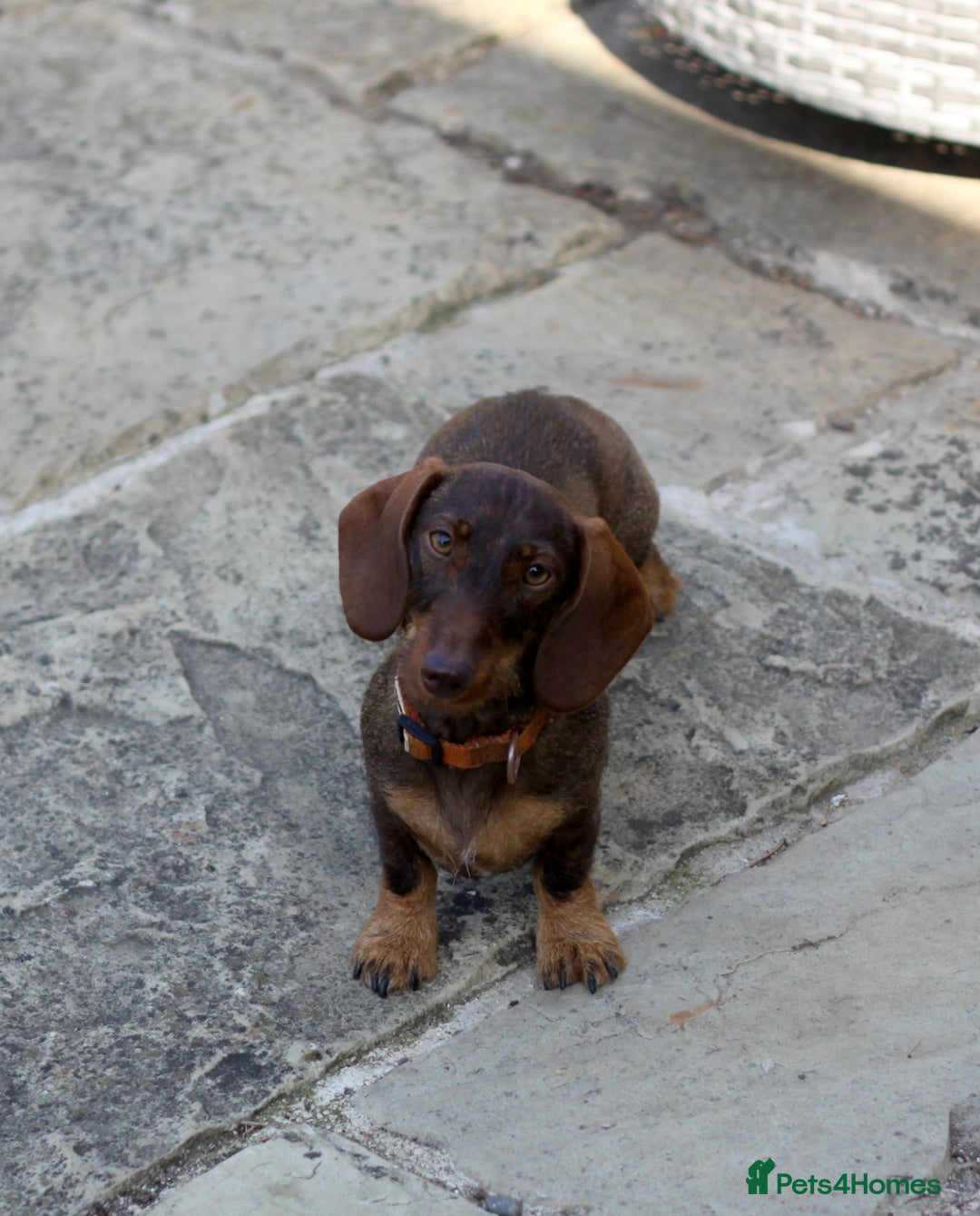 Miniature Dachshund dogs for sale: KC reg miniature wire haired dachshund bitch - Image 5