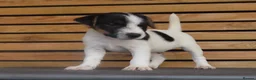 Parson Russell dogs for sale: Quality Parsons Russell Terrier Puppies - Advert 14