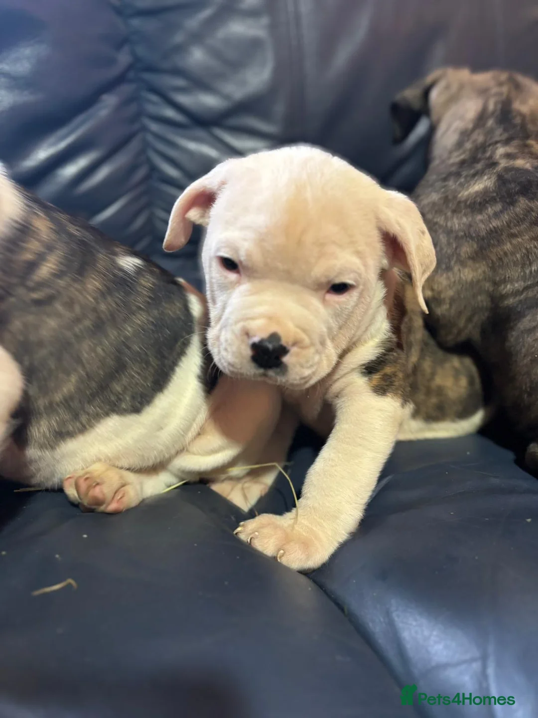 American Bulldog dogs for sale: American bulldog  - Advert 25