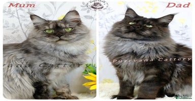 Maine Coon cats - Advert 7