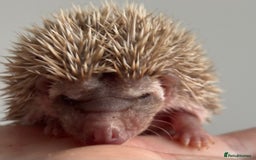 Pygmy Hedgehog rodents for sale: Ethically Bred African Pygmy Hedgehog 2 girls  - Advert 6