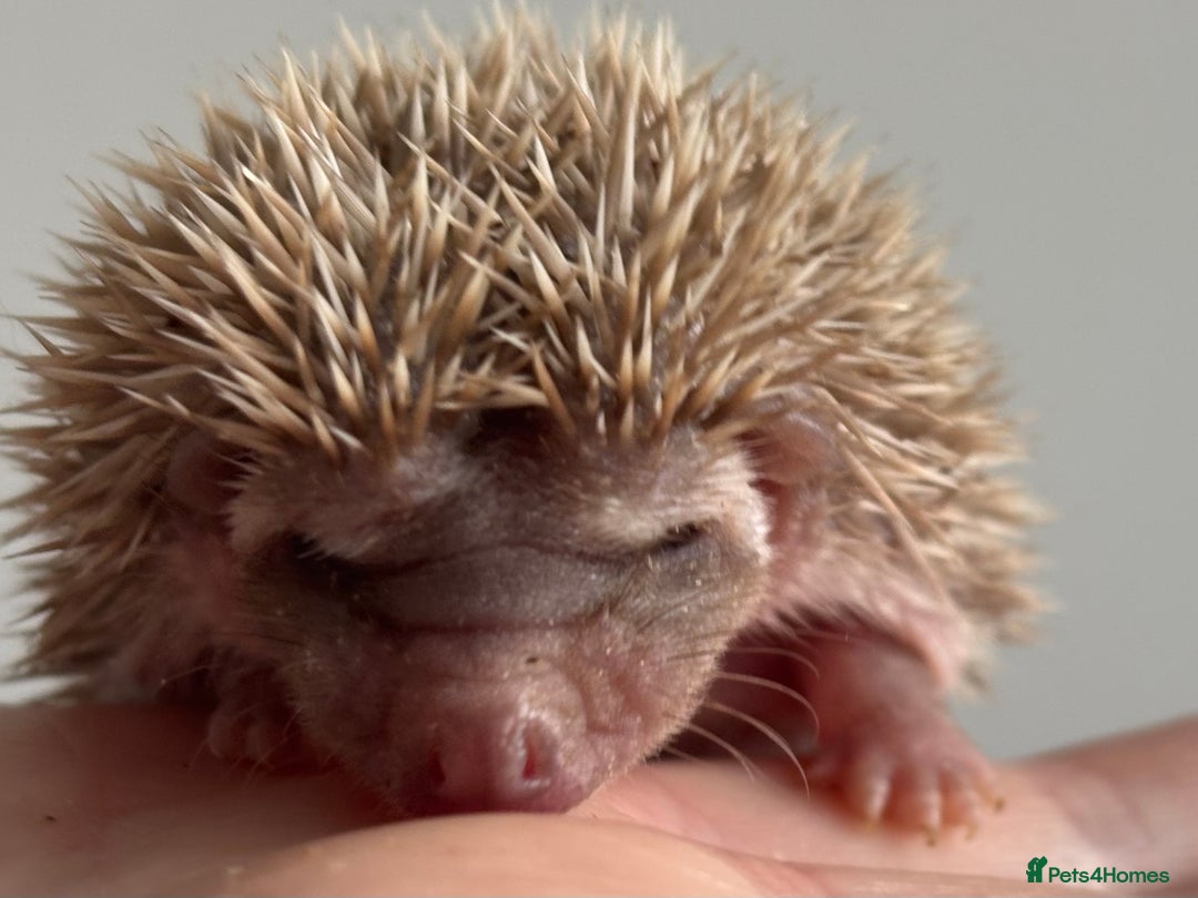 Pygmy Hedgehog rodents for sale: Ethically Bred African Pygmy Hedgehog 2 girls  - Advert 6