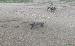 Bandog dogs for sale: Bandog/Bandogee puppies for sale.  - Image 3
