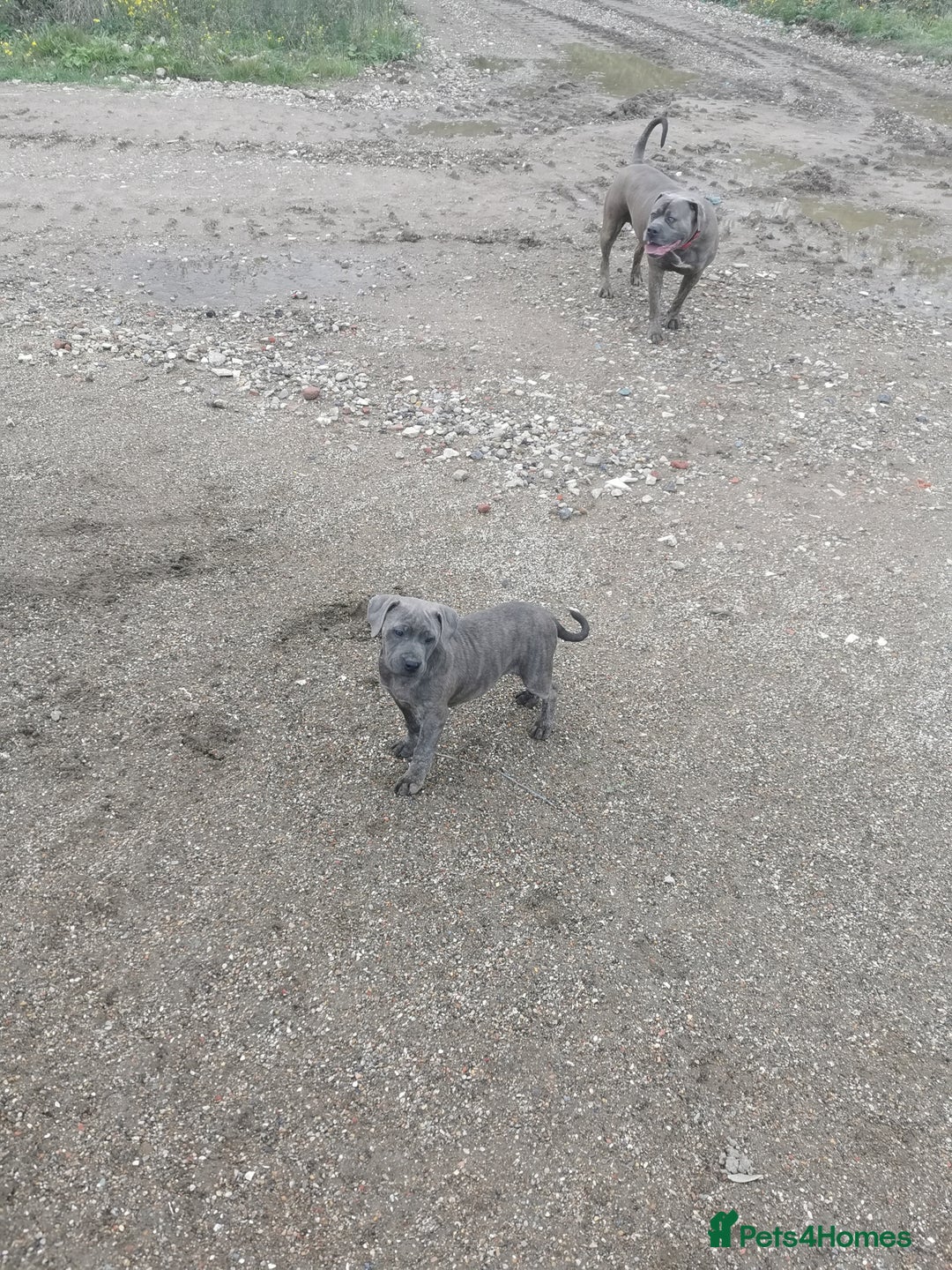 Bandog dogs for sale: Bandog/Bandogee puppies for sale.  - Image 3