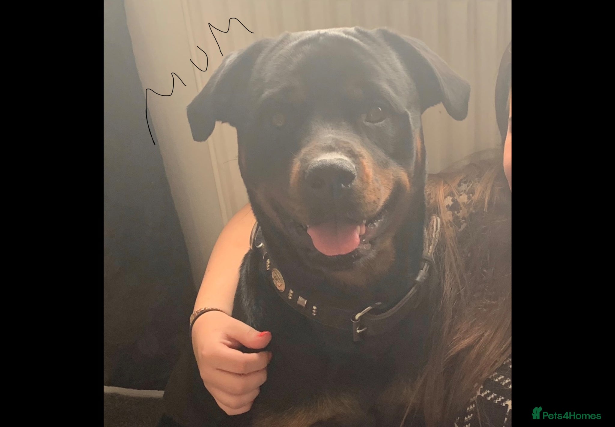 Rottweiler dogs Rottweiler puppy  - Advert 4