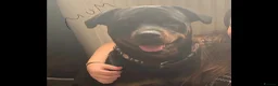 Rottweiler dogs for sale: Rottweiler puppy  - Advert 1