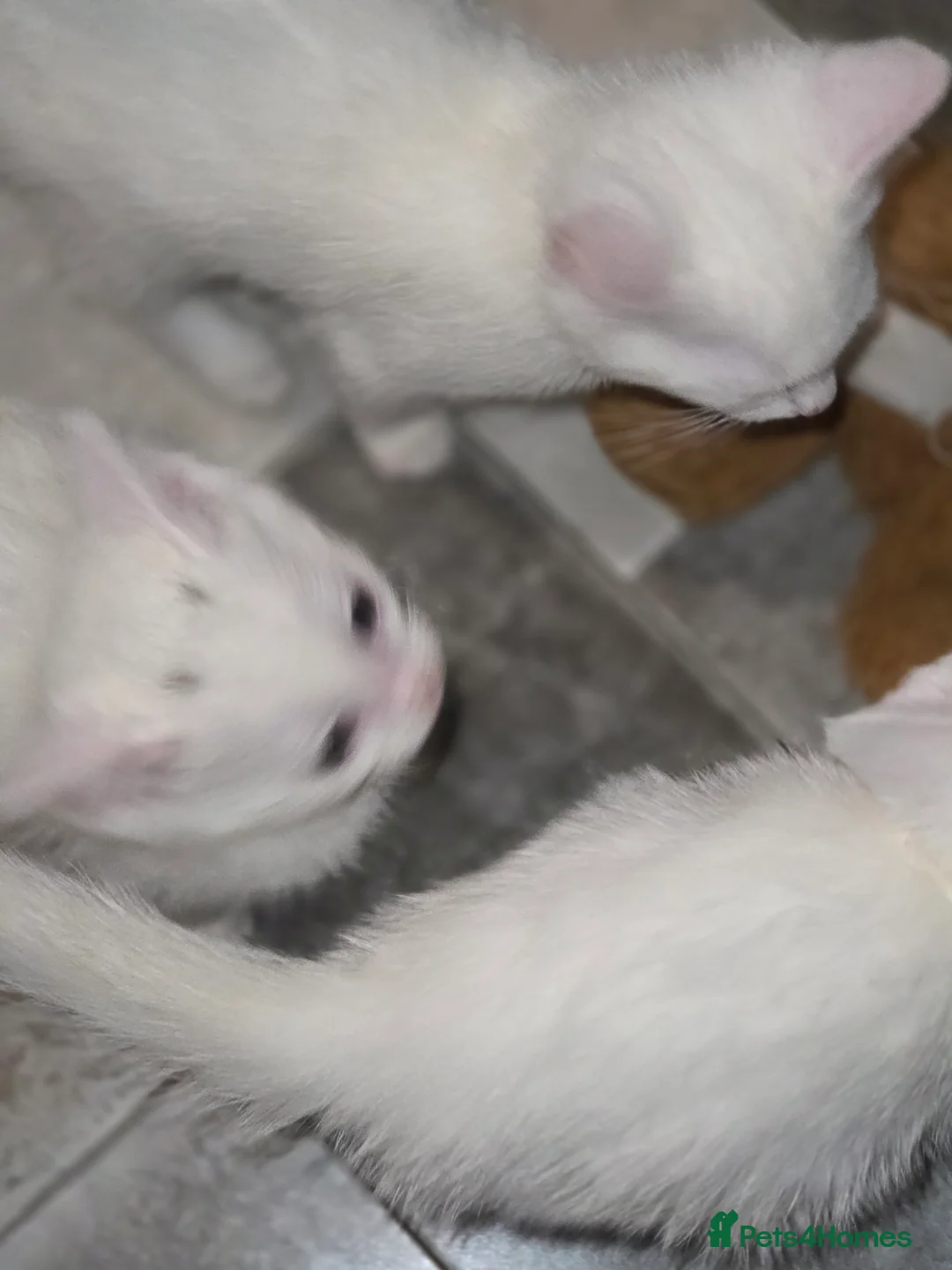 Mixed Breed cats for sale: Kittens  - Advert 16