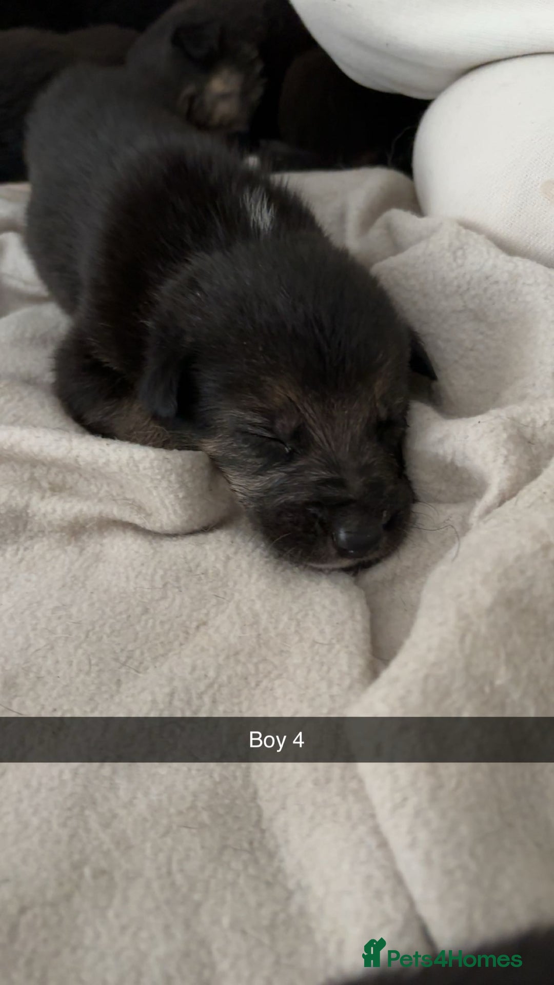 Mixed Breed dogs for sale: German shepherd x border collie puppies  - Image 14