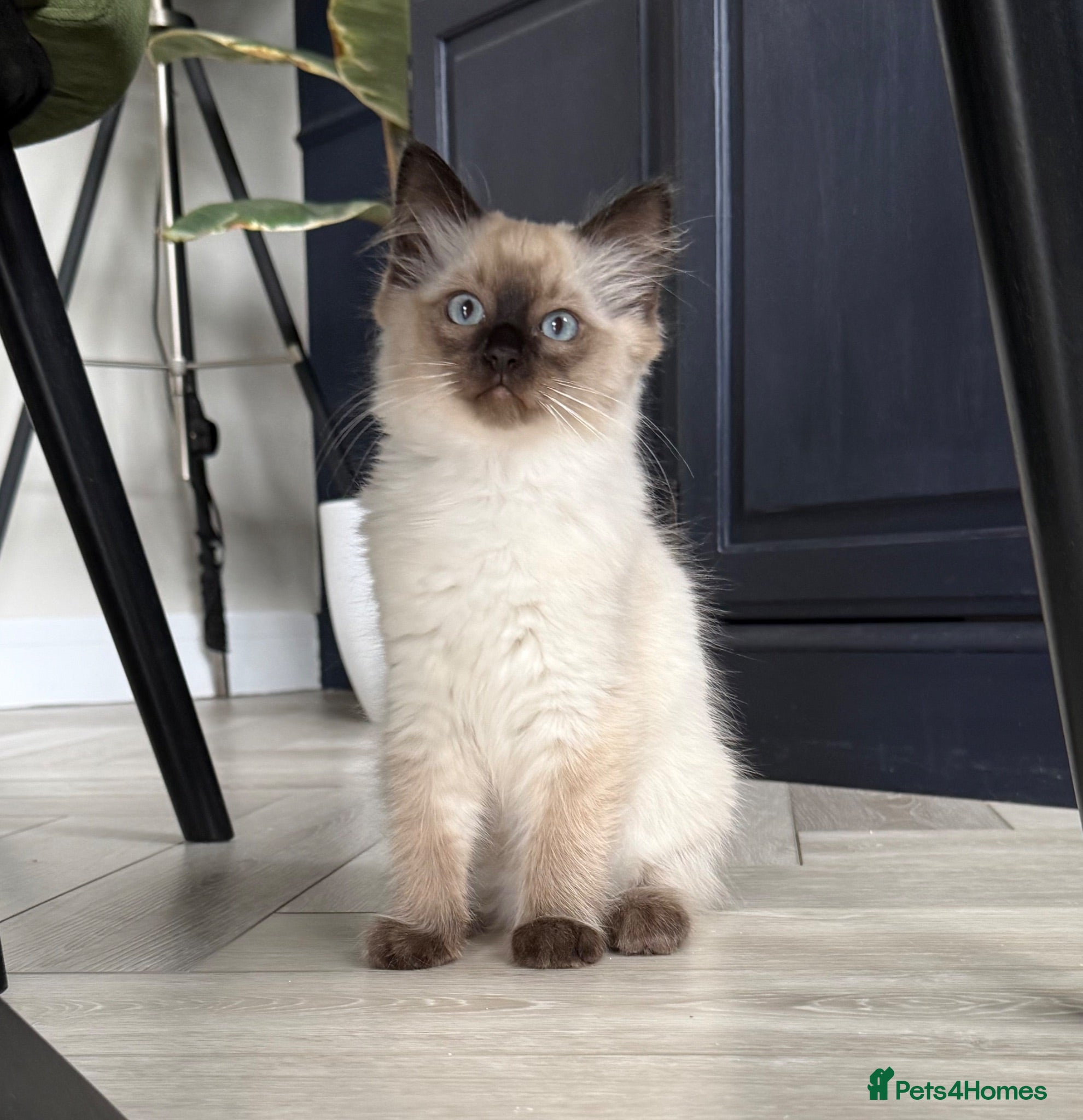 Ragdoll cats Male Ragdoll Kitten  - Advert 3