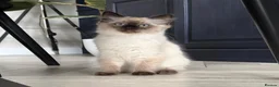 Ragdoll cats for sale: Male Ragdoll Kitten  - Advert 1