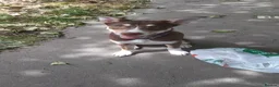 Mixed Breed dogs for sale: Ready Now Beautiful Babie - Advert 5