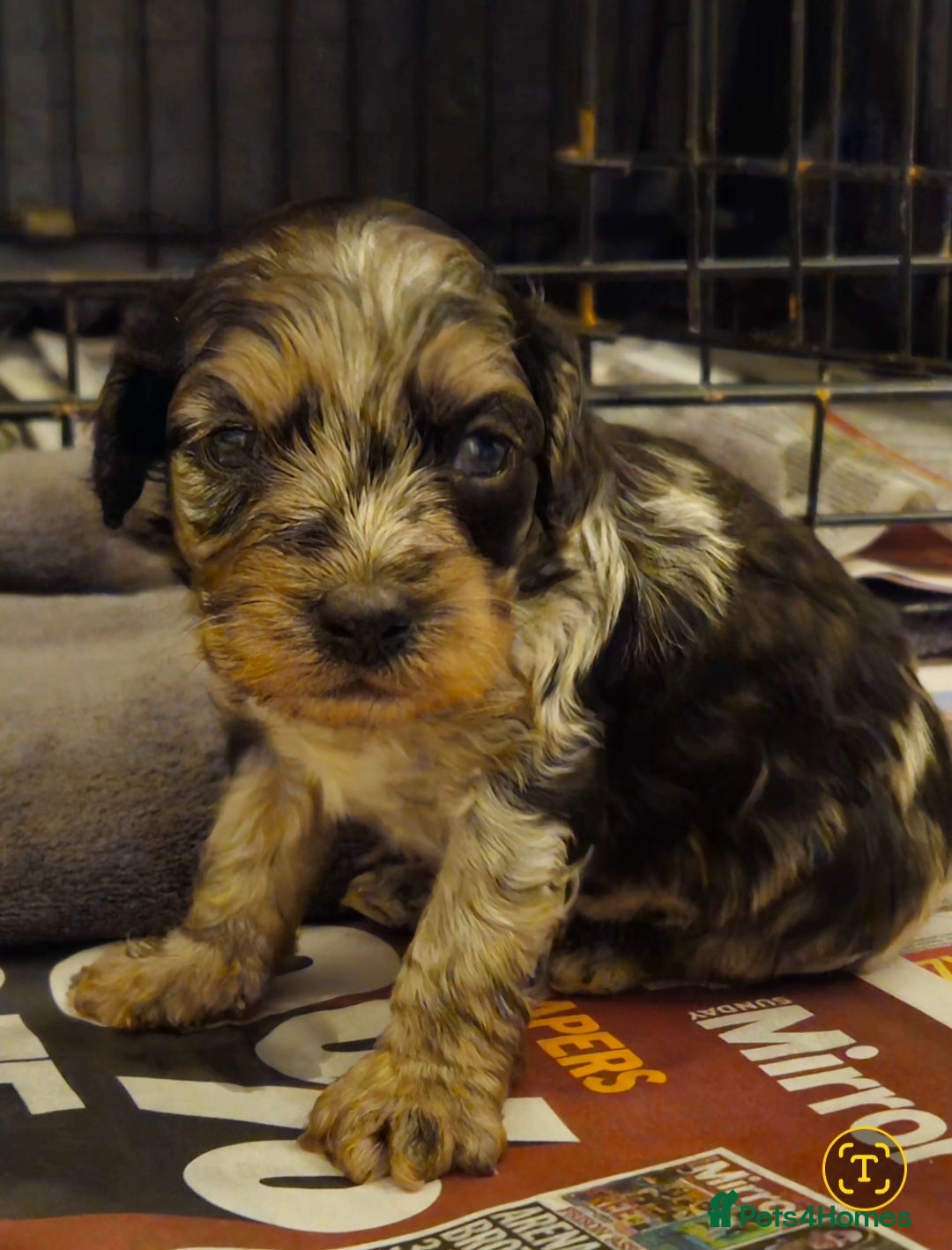 Cockapoo dogs  F1b Rare toy  cockerpoos  - Advert 4