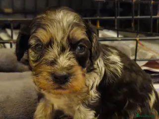 Cockapoo dogs F1b Rare toy cockerpoos - Advert 4