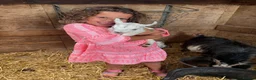 Goats livestock for sale: 4 Pedigree registered Pygmy goats  - Advert 7