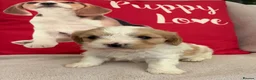 Cavachon dogs for sale: Cavashon puppies  - Advert 8