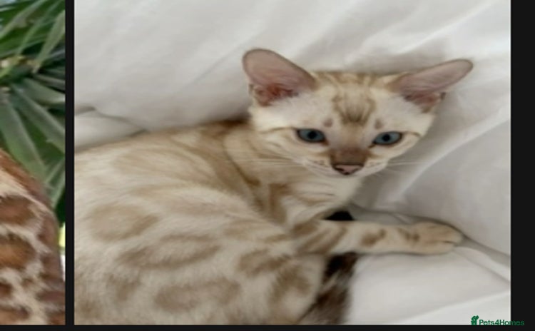 Bengal cats - Advert 2