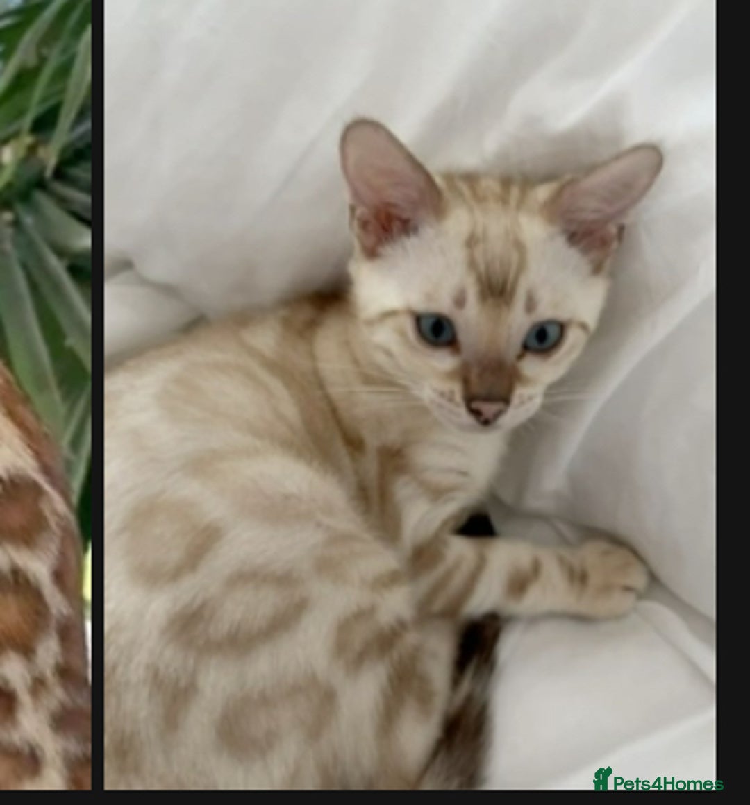 Bengal cats for sale: Looking for A Snow bengal  - Image 1