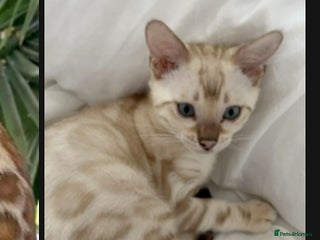 Bengal cats - Advert 34