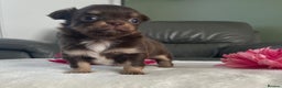 Chihuahua dogs for stud: Lilac and tan Russian import stud dog DNA tested in Rotherham - Advert 37