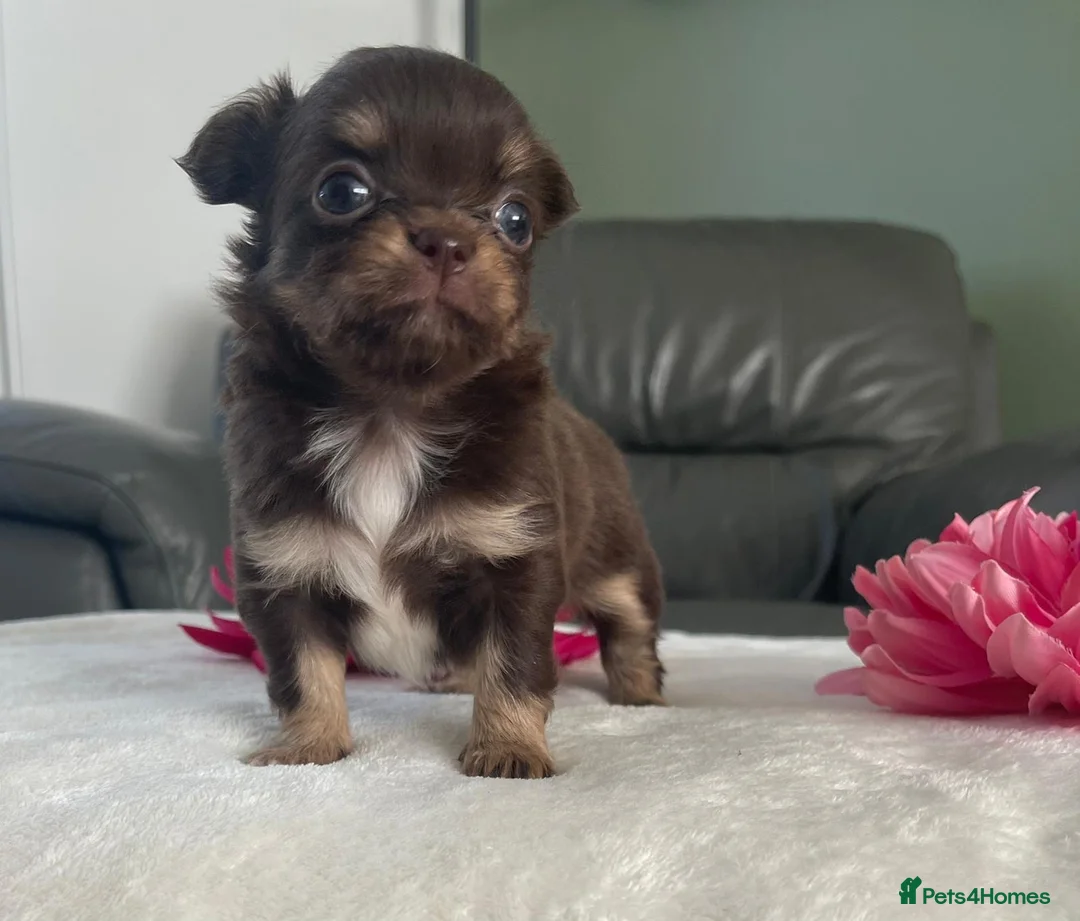 Chihuahua dogs for stud: Lilac and tan Russian import stud dog DNA tested in Rotherham - Advert 37