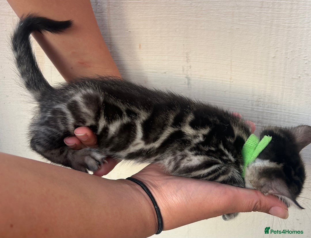 Bengal cats for sale: Silver and Brown Pedigree Bengal Kittens For Sale  - Image 15