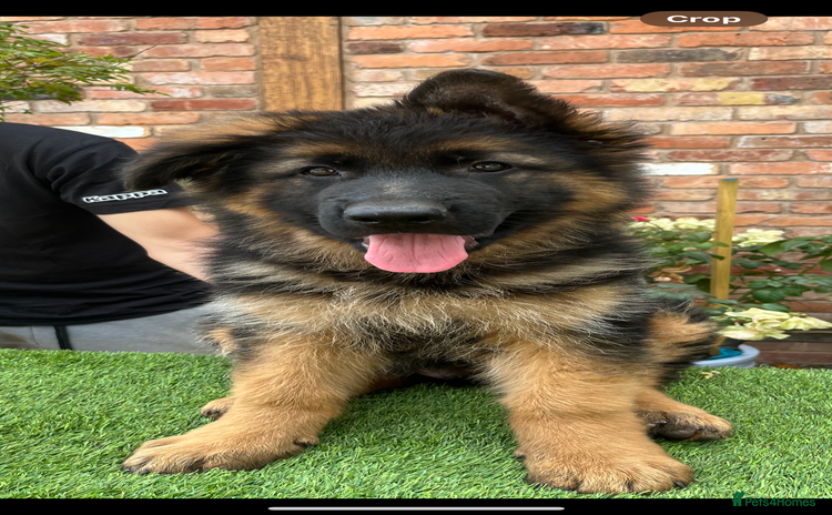 German Shepherd dogs - Advert 8