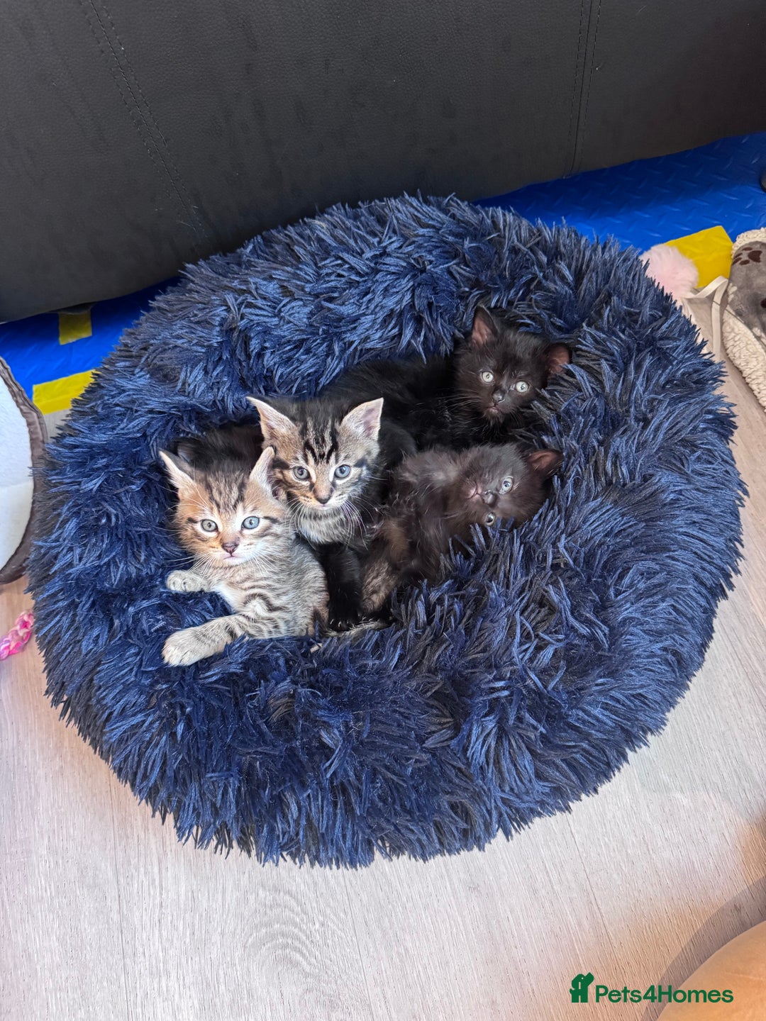 Mixed Breed cats for sale: 5 super cute kittens  - Image 4