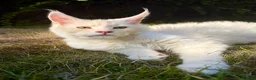 Maine Coon cats for sale: Maine coon kittens  - Advert 12