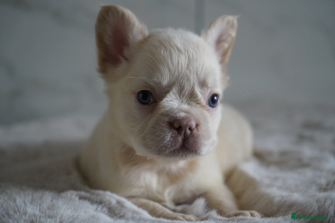 French Bulldog dogs for sale: Exceptional Fluffy French Bulldog Puppies - Image 10